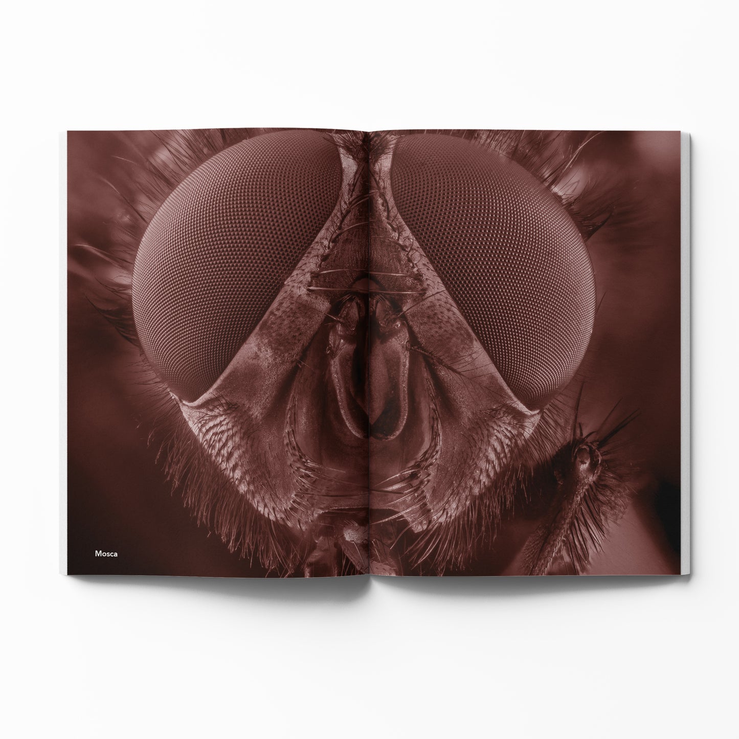 Conocer el ambiente desde las Ciencias Naturales: experiencias pedagógicas Parte dos: dinosaurios, pájaros y otros animales